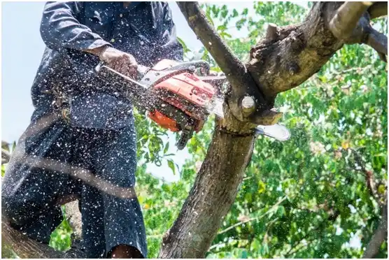tree services Frederic
